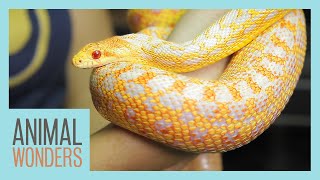 Meet and Greet New Albino Gopher Snake [upl. by Ladnik]