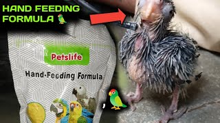 COCTEL BABY 🐥 HAND FEEDING FORMULA 🦜  Bajis Perot [upl. by O'Toole]