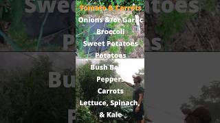 What Plants Grow Best Together in a Garden Easy Sample Companion Planting Bed 2 of 3 companions [upl. by Averi]