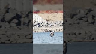 Steller’s Sea Eagle in Action wildlife animals eagles [upl. by Teplitz]