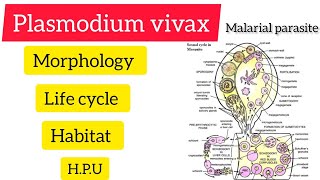 Plasmodium vivaxzoology Bsc 3rd year handwritennotes hpu biology exam notes viralvideo [upl. by Asil]