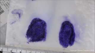 LeucoCrystal Violet Forensic Applications [upl. by Harriott14]