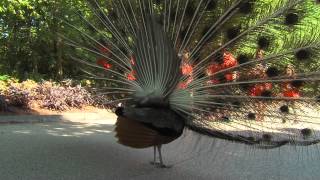 Peacocks  Cincinnati Zoo [upl. by Nirret]