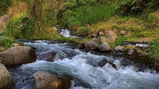 Beautiful water sounds calming forest sounds for Sleeping Soothing Headache Pain amp Anxiety Relief [upl. by Imyaj426]