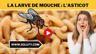 MOUCHE avec ses LARVES  En savoir  sur l’ASTICOT [upl. by Yessak501]