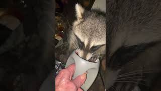 raccoons raccoon food [upl. by Rori251]