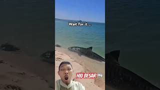 Hiu Besar hiu hiubesar shark megalodon [upl. by Cookie139]