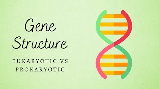 Eukaryotic vs Prokaryotic Gene Structure [upl. by Eivla908]