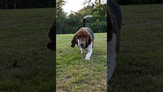 Purebred hound doglife bassethound dogs purebred bassethounds hounddog slomo tricolor [upl. by Zephan]