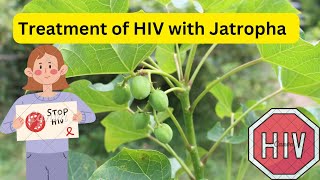 Green Jatropha Leaves to Combat HIV HIV herbal treatment Red Jatropha Hospital too far [upl. by Jeunesse674]