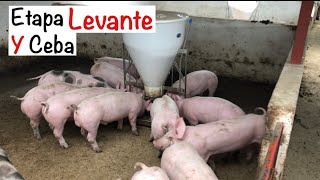 ETAPA DE ENGORDE EN CERDOS🐷🐷levante PORCINOSCAPITULO 14construcción GRANJA PORCINA [upl. by Ahsinej]