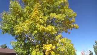 Arizona Ash in fall color  Fraxinus velutina [upl. by Liew461]