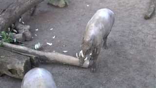 Babirusa Pig  Oregon Zoo [upl. by Dore]