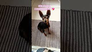 PINSCHER fernandagualberto youtubecreatorawards [upl. by Alidus]