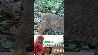 Discover the Hidden Life of Bobcats in Mount St Helens [upl. by Longawa]