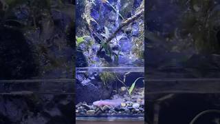 Maintenance aquascape paludarium paludariumindonesia axolotl fyp [upl. by Zachery]