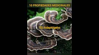 Hongos medicinales Trametes versicolor  10 Propiedades del HONGO COLA DE PAVO [upl. by Helbona]