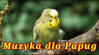 Papugi Faliste 🦜 Muzyka dla Papug 🎶 [upl. by Bensen]