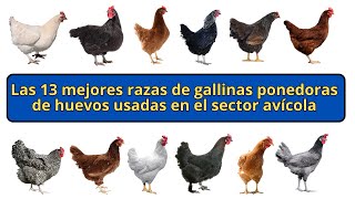 Las 13 mejores razas de gallinas ponedoras de huevos usadas en el sector avícola [upl. by Ninnette]