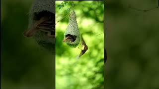 Weaver Bird Building next weaverbirds finches bird viralvideo wow nature nest [upl. by Pritchard465]