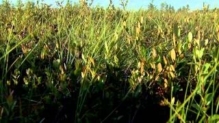 Canadian Peat Bog Harvesting amp Restoration [upl. by Stoneham]