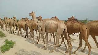 Camels drinking water traveled back to forest animals السعودية [upl. by Lednam]