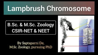 Lampbrush Chromosome [upl. by Lux]