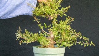 Developing Yaupon Holly Bonsai – a tale of when not to cut [upl. by Randie]