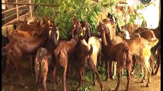 Goat Farming Hindi [upl. by Darian]