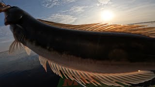 Fun Fishing for Snakehead Fish in Tonle Sap Great Lake of Cambodia [upl. by Halil649]