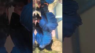 Give away challenge write your comment get your betta fish telugu bettafish fish shorts [upl. by Dredi]