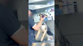 German Shepherd Gets First Grooming dog [upl. by Eikcir]