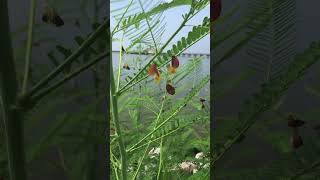 Sesbania herbaceacoffee weedbig pod Sesbania Colorado riverhemp [upl. by Ahseined]