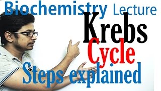 Krebs cycle [upl. by Onitsuj968]