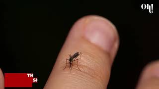 Mosquitos could be spreading flesh eating bacteria here s what to know [upl. by Dominus858]