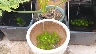 Easy DIY Patio Pond  Cabomba Plants  Fullgold Guppies [upl. by Iggep515]