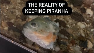 The Reality Of Keeping Piranha  Red Belly Piranha Tank Update  Care Guide And Live Feeding [upl. by Eetsirhc740]