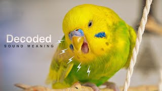 Why Budgies Make Distress Calls and What They Mean [upl. by Nos]