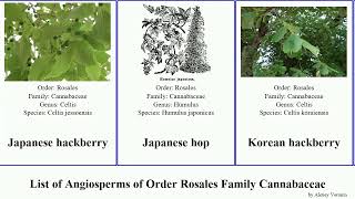 List of Angiosperms of Order Rosales Family Cannabaceae hackberry celtis trema common bush hop [upl. by Einaled]