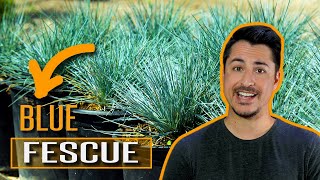 How to use Blue Fescue Festuca glauca in your garden [upl. by Rella]