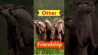 Otter friendship svdbdocuments [upl. by Noeht373]