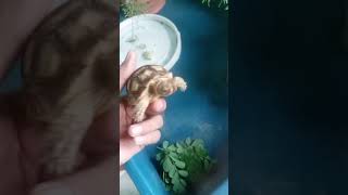 African Sulcata Tortoise Hatchling [upl. by Burnham]