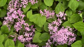 Syringa Bloomerang® Dark Purple [upl. by Yot741]