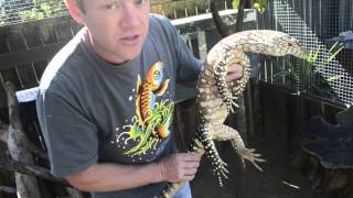 bluetongueTV  Episode 5  Perentie Special [upl. by Kegan]