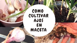 Como cultivar ajos en maceta [upl. by Yeoz]