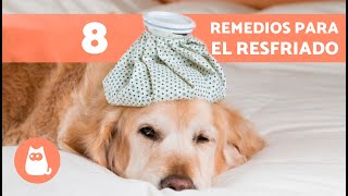 8 REMEDIOS CASEROS para el RESFRIADO en PERROS 🐶✅ ¿Cómo CURAR el RESFRIADO en PERROS [upl. by Pasahow]