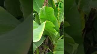 Erwinia rot in banana agriculture farming agriculturefarming banana farmer viral shortvideo [upl. by Westmoreland]