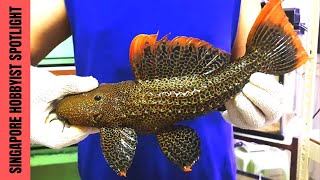 MEET SINGAPORES FATHER amp SON PLECO BREEDER amp BICHIR FISH KEEPER  Interview  Breeding Room Tour [upl. by Crean]