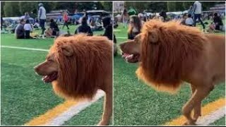 Dog in lion costume with fake mane leaves internet in splits [upl. by Trepur]