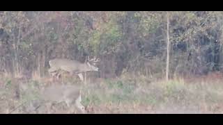 Big Buck Pinson Mounds State Archaeological Park TN December 1 2023 [upl. by Charbonnier864]